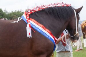 Horse at the keighley horse show